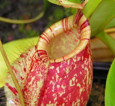 奇花異草之趣味觀賞植物——大王豬籠草