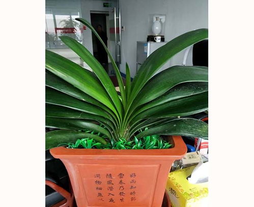 肥東滿園春花卉租賃 備貨充足，苗木品種豐富，高清圖片盡覽