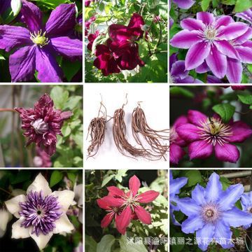 藤本花卉皇后 進(jìn)口鐵線蓮種球的種植與園林應(yīng)用