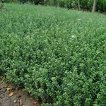 沭陽(yáng)縣久久干花工藝品廠 專注干花工藝，養(yǎng)護(hù)管理工程詳解